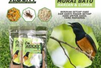 Daftar makanan murai batu anakan