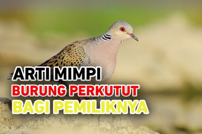 5 manfaat memandikan burung perkutut malam hari