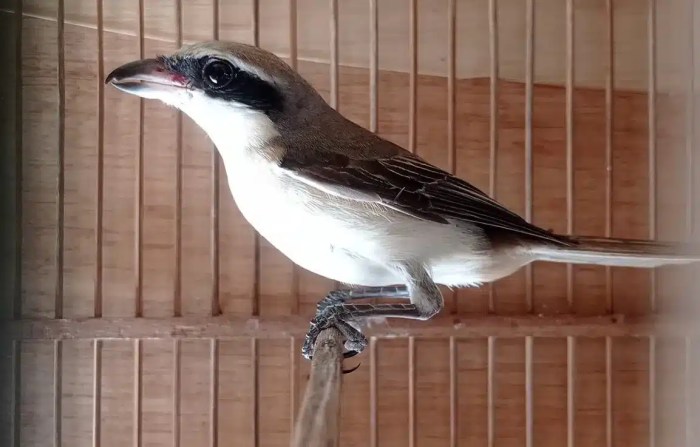 Langkah langkah perawatan burung cendet yang macet bunyi