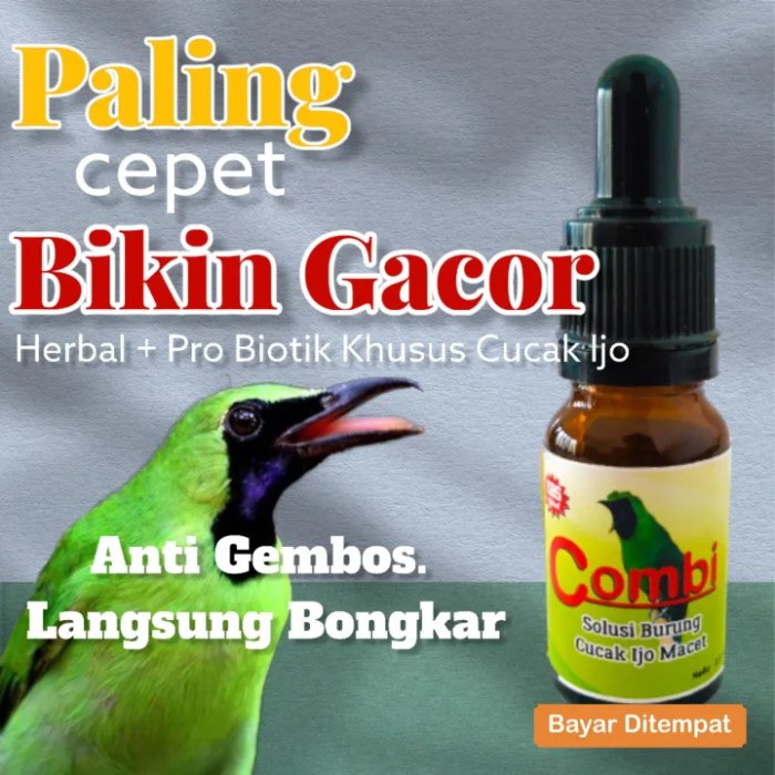 Cara mengatasi cucak ijo macet bunyi