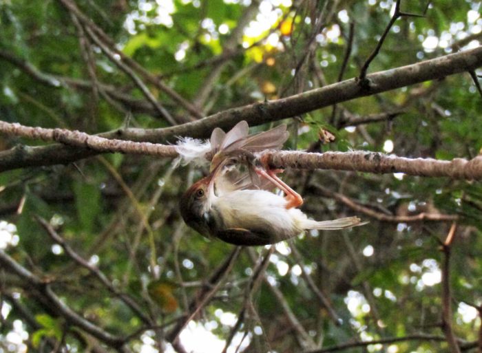 Penanganan yang tepat burung ngedrop dan stres