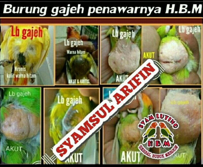 Daftar obat untuk lovebird sesuai penyakitnya