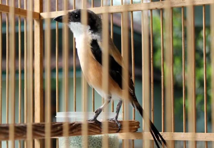 Langkah langkah perawatan burung cendet yang macet bunyi