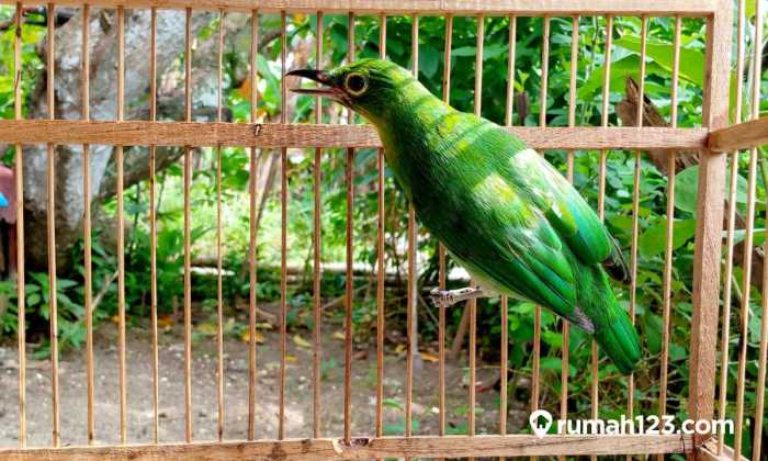 Cara mengatasi cucak ijo macet bunyi