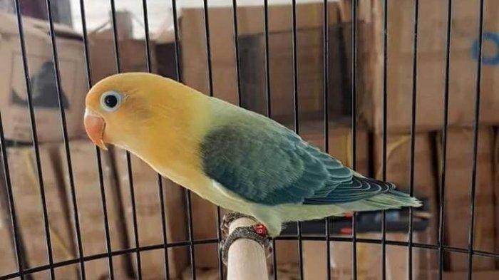 Daftar obat untuk lovebird sesuai penyakitnya