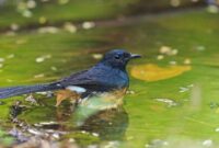 Penanganan yang tepat burung ngedrop dan stres