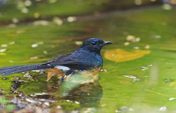 Penanganan yang tepat burung ngedrop dan stres