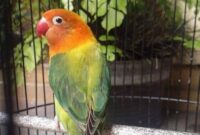 Cara membuat ramuan untuk lovebird