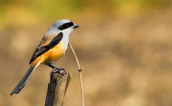 Harga burung pentet