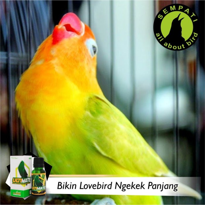 Pilihan ramuan untuk lovebird untuk menambah stamina