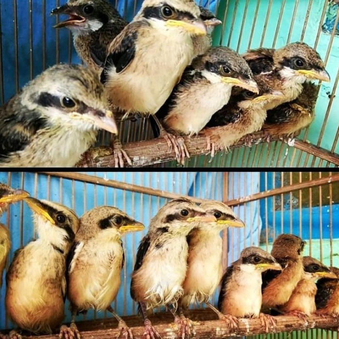 Harga burung pentet