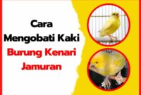 Kaki kenari jamuran