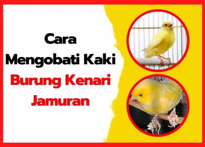 Kaki kenari jamuran