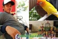 Manfaat jahe untuk lovebird dan kandungannya