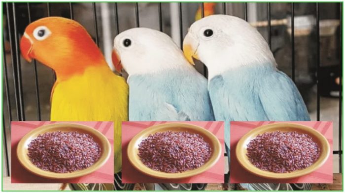 Pilihan ramuan untuk lovebird untuk menambah stamina