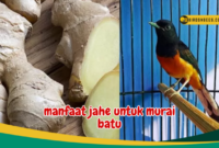 Manfaat jahe untuk burung trucukan