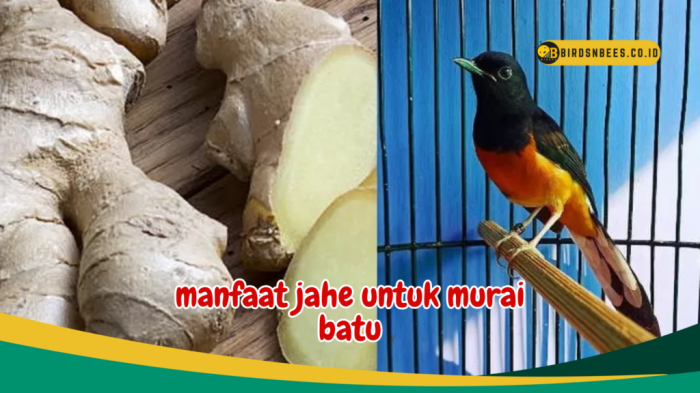 Manfaat jahe untuk burung trucukan