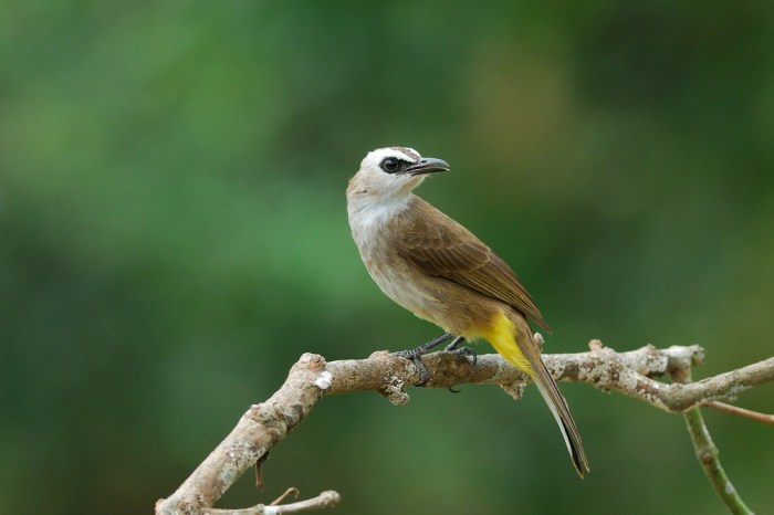 Manfaat jahe untuk burung trucukan