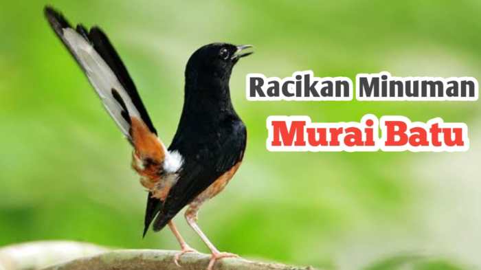 Racikan minuman untuk murai batu