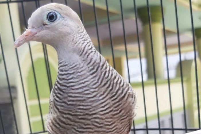 Arti burung perkutut masuk rumah