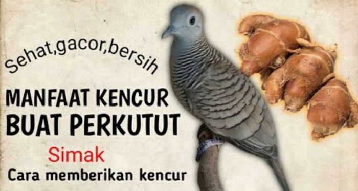 Manfaat terasi untuk perkutut