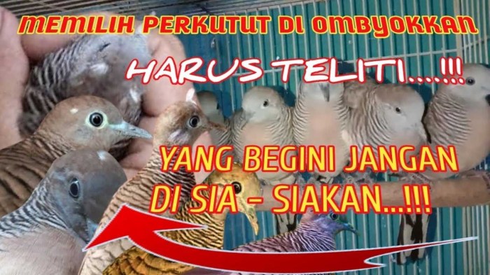 Cara memilih perkutut katuranggan