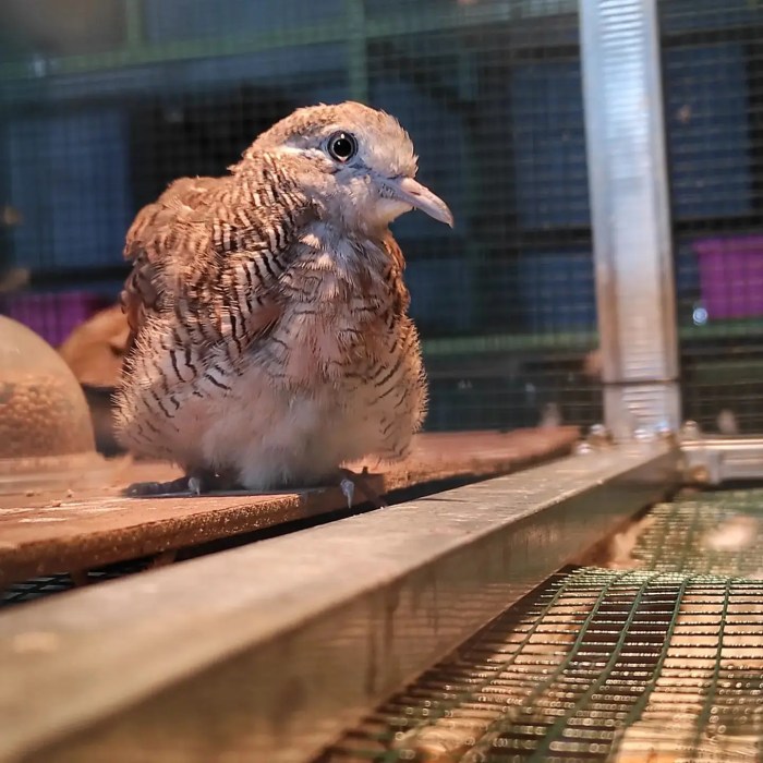 Arti burung perkutut masuk rumah