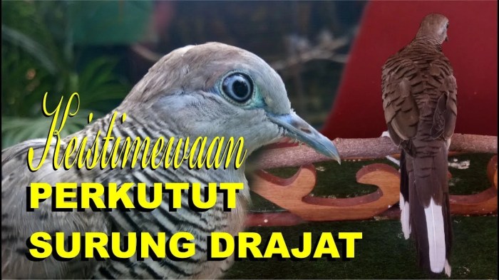 Ciri perkutut junjung drajat