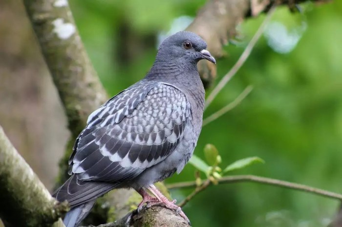 Arti mimpi menangkap burung perkutut dengan tangan