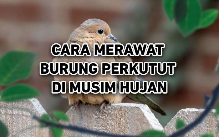 Burung perkutut merawat