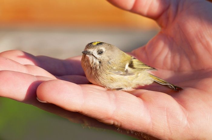 Arti mimpi menangkap burung perkutut dengan tangan