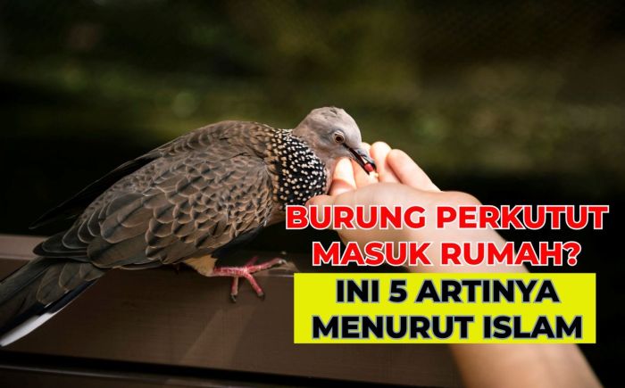 Arti burung perkutut masuk rumah