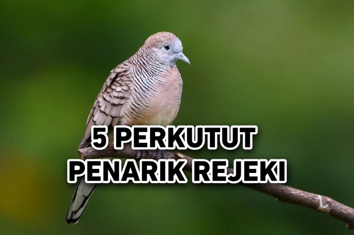 Jenis burung perkutut pembawa rejeki