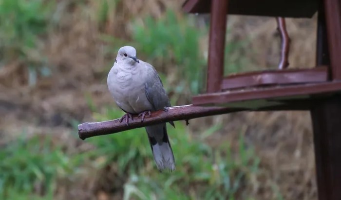 Jenis burung perkutut pembawa rejeki