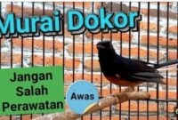 Pantangan murai batu dorong ekor