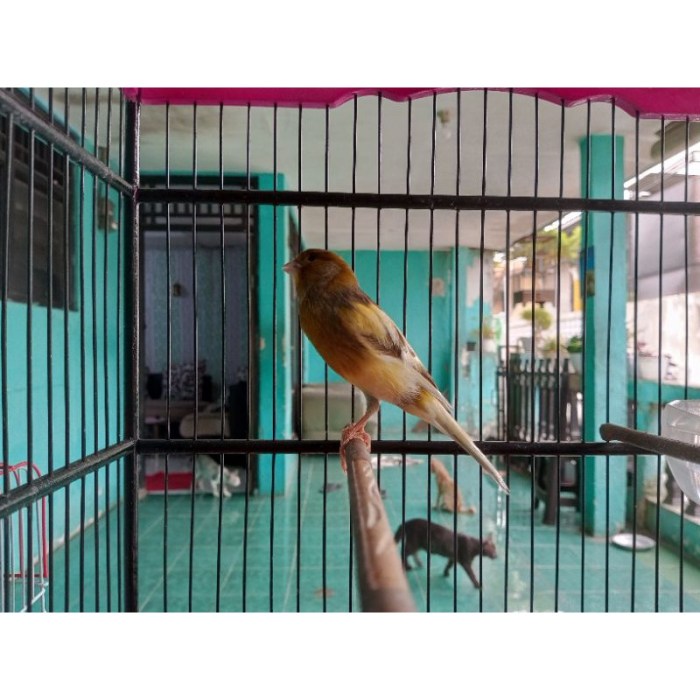 Kenari burung harga macet bunyi mabung mengatasi ciri perawatan jantan lokal jenis betina empat langkah bagus daftar lomba setingan solusinya