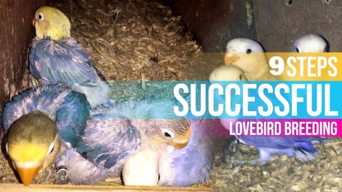 Tips mempercepat lovebird bertelur