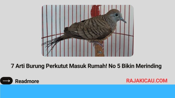 Arti burung perkutut masuk rumah