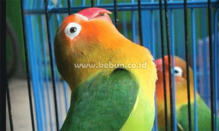 Tips mempercepat lovebird bertelur