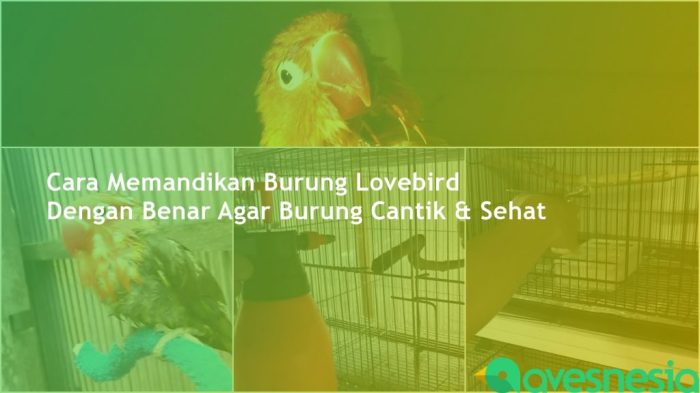 Ramuan untuk memandikan burung dan pembuatannya