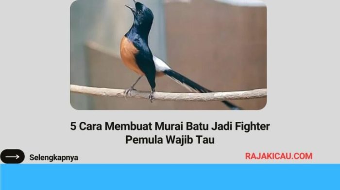 Cara membuat murai batu jadi fighter