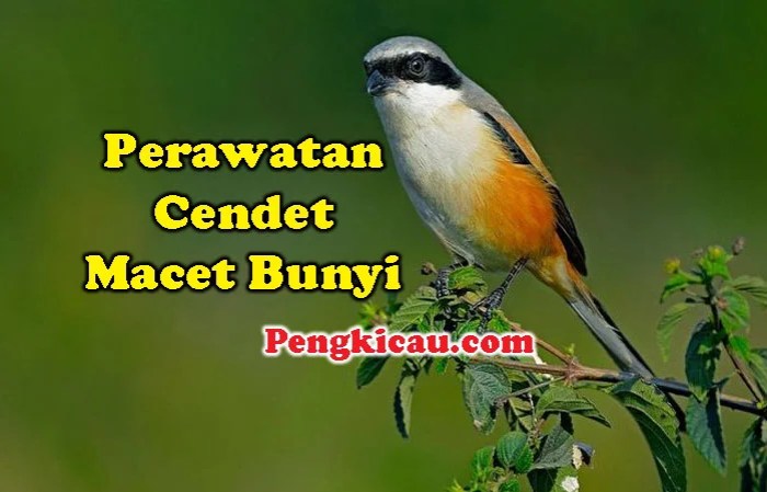 Daftar cara merawat burung cendet