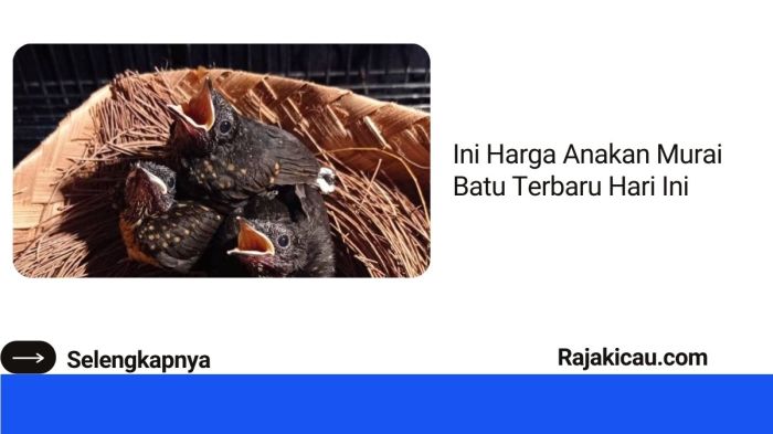 Harga anakan murai batu