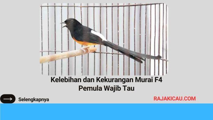 Kelebihan dan kekurangan murai f4