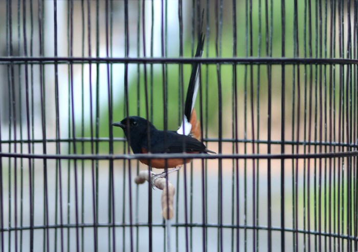 Pantangan murai batu dorong ekor