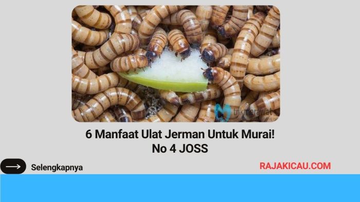 Manfaat ulat jerman untuk murai