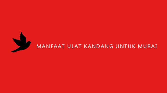 Efek samping ulat kandang untuk murai