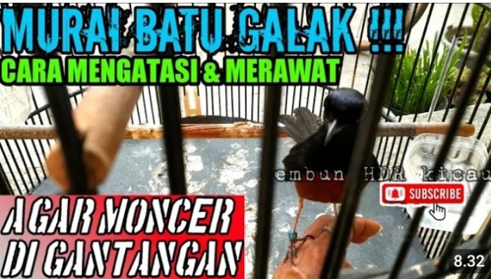 Cara setting murai batu sebelum lomba agar bongkar isian