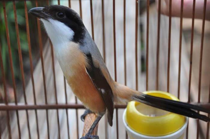 Cara membuat racikan pakan burung cendet yang mudah