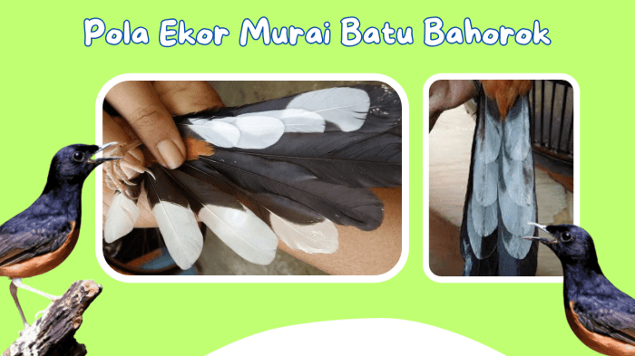 Pola ekor murai batu bahorok